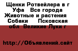 Щенки Ротвейлера в г.Уфа - Все города Животные и растения » Собаки   . Псковская обл.,Великие Луки г.